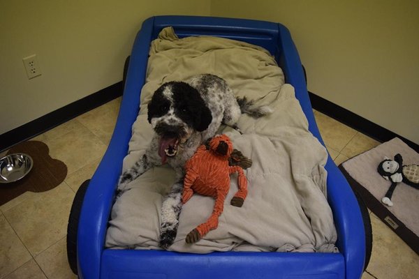 All of our bedrooms feel like home! This one is equipped with a race car bed, TV, and big comfy chair so your pet is always comfortable.