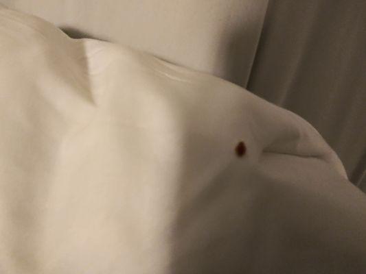 Bed bug