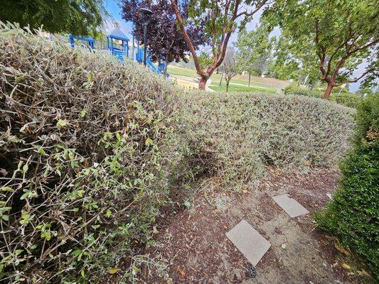 Dying, dry, fire hazard, never watered, leaning bush. Hire E.L Services if you want your curb appeal to be weeds and dead bushes or trees.