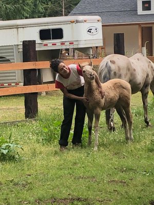 Meet Baby Mango, our 2021 home grown filly