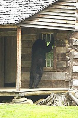 Anybody home? https://www.facebook.com/GreatSmokyMountainsAssociation