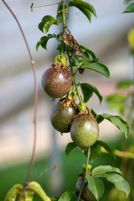 Walk through our greenhouses and see the tropical plants we have growing right here in Middle Tennessee