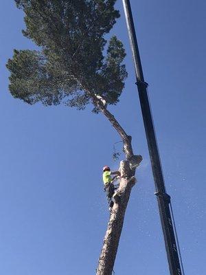 Large pine removal at Evergreen Cemetery.