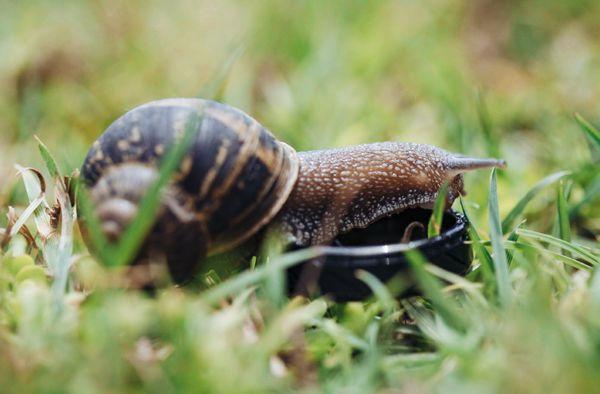 Wedding ring and a snail