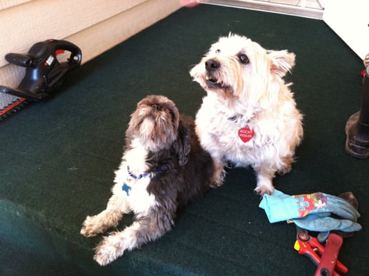 Rocky and Lola give their opinion of Aunt Kates yard work.