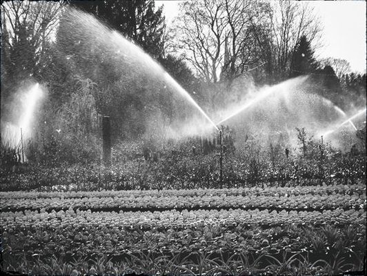 Our sprinklers at work to keep our stock at the highest quality