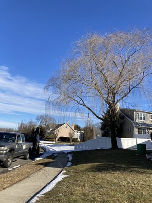 Tree before been removed