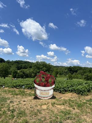 Beautiful day to pick strawberries!