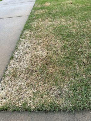 My lawn after about 3 years of Liquid Lawn treatment.