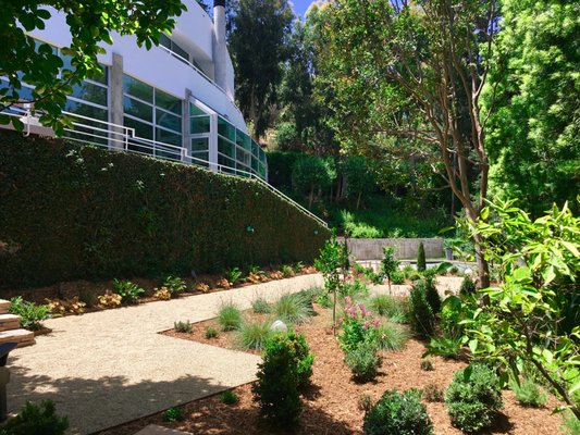 In Nichols Canyon lawn replacement, spaces were designed to reflect the angles of the architect designed house.