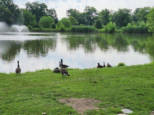 Ducks and geese