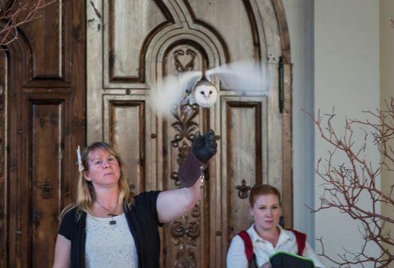 The Ring Bearer in flight