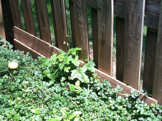 Poison ivy crawling up the fence.  Ick.