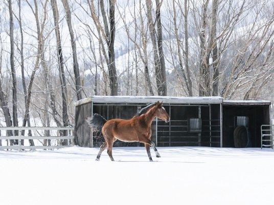 Horse in the snow