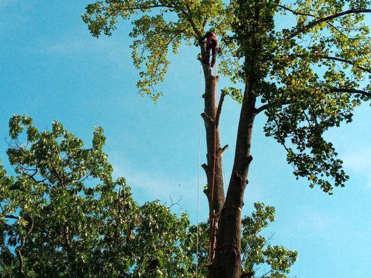 Removing limbs before taking the tree down