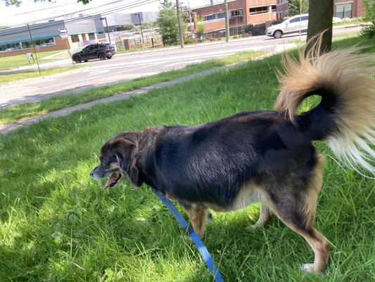 Kennedy is facing his fear of cars and loud noises. He is being so brave!