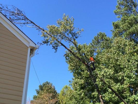 These guys made a difficult and delicate job to prevent this tree falling over my roof.