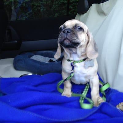 A puppy Puggle goes for a taxi ride!