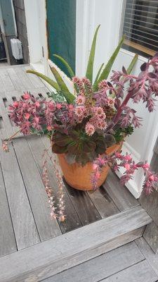 Flowers and cactus flowering