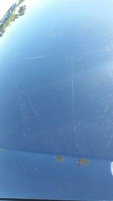 Huge scratches on the hood