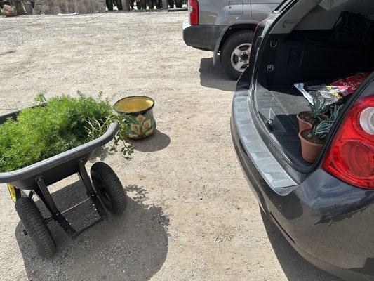 Wheelbarrow full of plants and a beautiful Mexican pot.