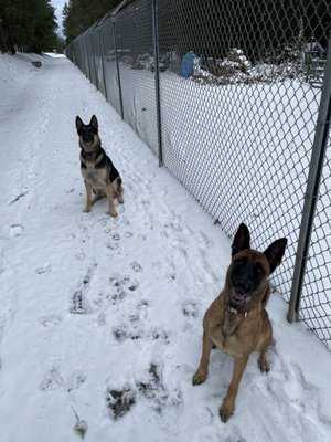 McDonald's Kennels