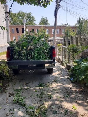 Tree limbs, yard debris