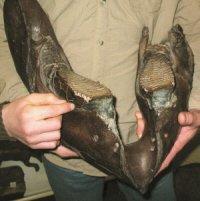 Juvenile Woolly Mammoth Jaw Bone