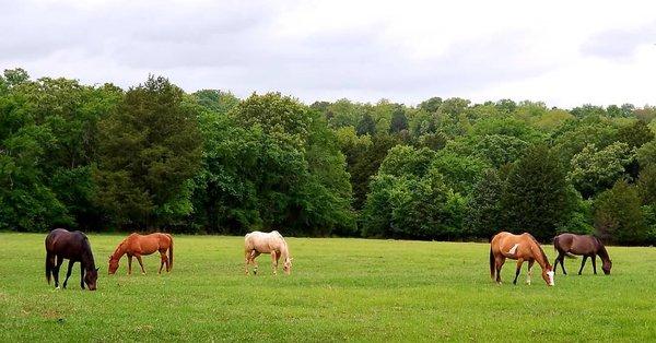 The best pasture sight ever !! Have a great evening from Lazy Bottom Retreat ...