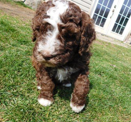 One of our Labradoodle puppies from our spring litters 2021!