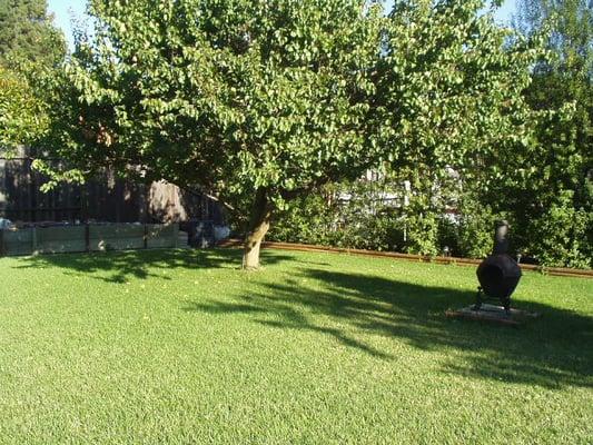 Lawn and Apricot tree; back yard combination