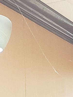 Spider web in deli seating area.