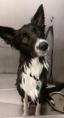 Meelo "enjoying" his bath at the Wash Dawg :)