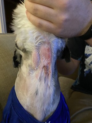 This is what they did to my poor dog!