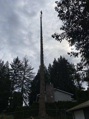 Taylors Snohomish Tree Service