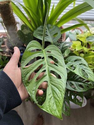 Monstera Adansonii