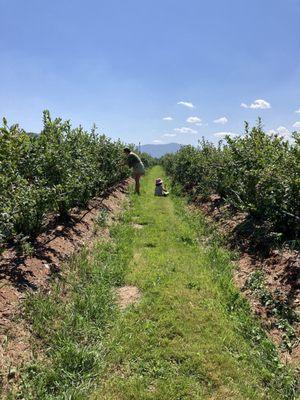 Blueberry patch!