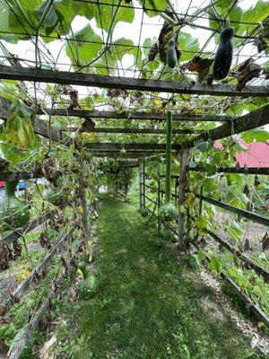 Gourd garden