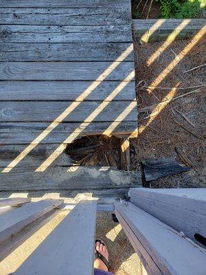 One of the rotten boards that was on the path to the water!