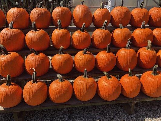 Face Pumpkins!!
4/$20.00