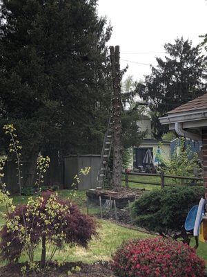 Limbs gone, rope attached to direct fall away from the garden wall.