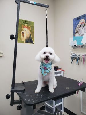 Cute puppers enjoying their spa day