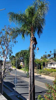 Palm frond removal