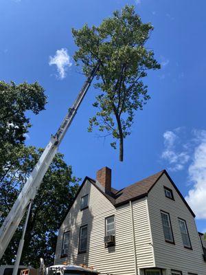 Removing Maple in Nutley