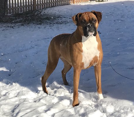 Zoey enjoying the flurries