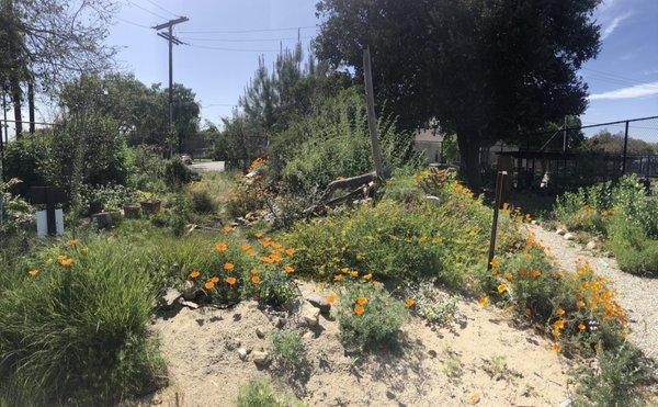 Beautiful native plant garden at Prisk Elementary