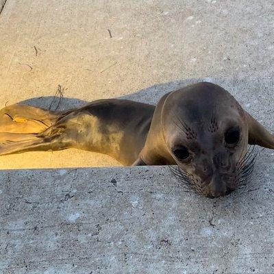 The seal became so exhausted it was just resting his head begging for help.