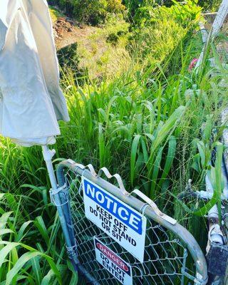 Before picture of garden overrun with California grass