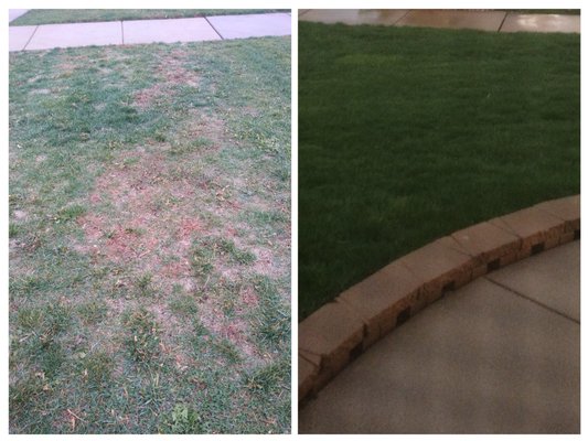 100% Improvement over lawn we inherited