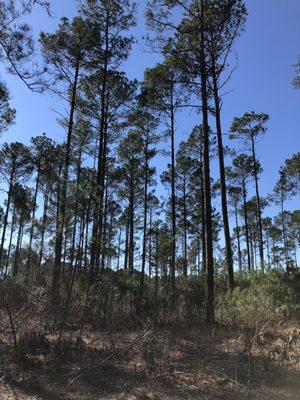 East Texas Land 10+/- Acres Elkhart Texas Tract E